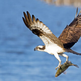 Osprey carrying fish