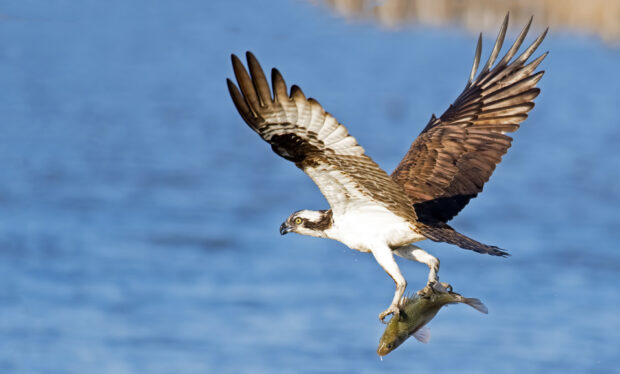 Osprey carrying fish