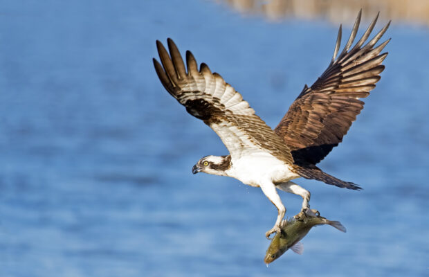 Osprey carrying fish