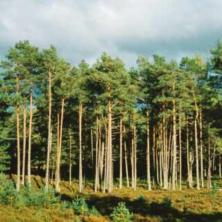 Scots pines in Anagach Wood